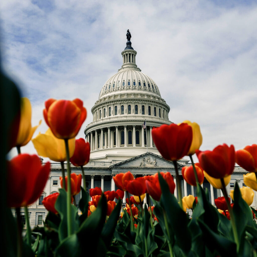 The Capital behind a field of tulips 